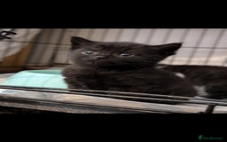 British Longhair cats for sale: Beautiful gorgeous kittens for sale - Image 3