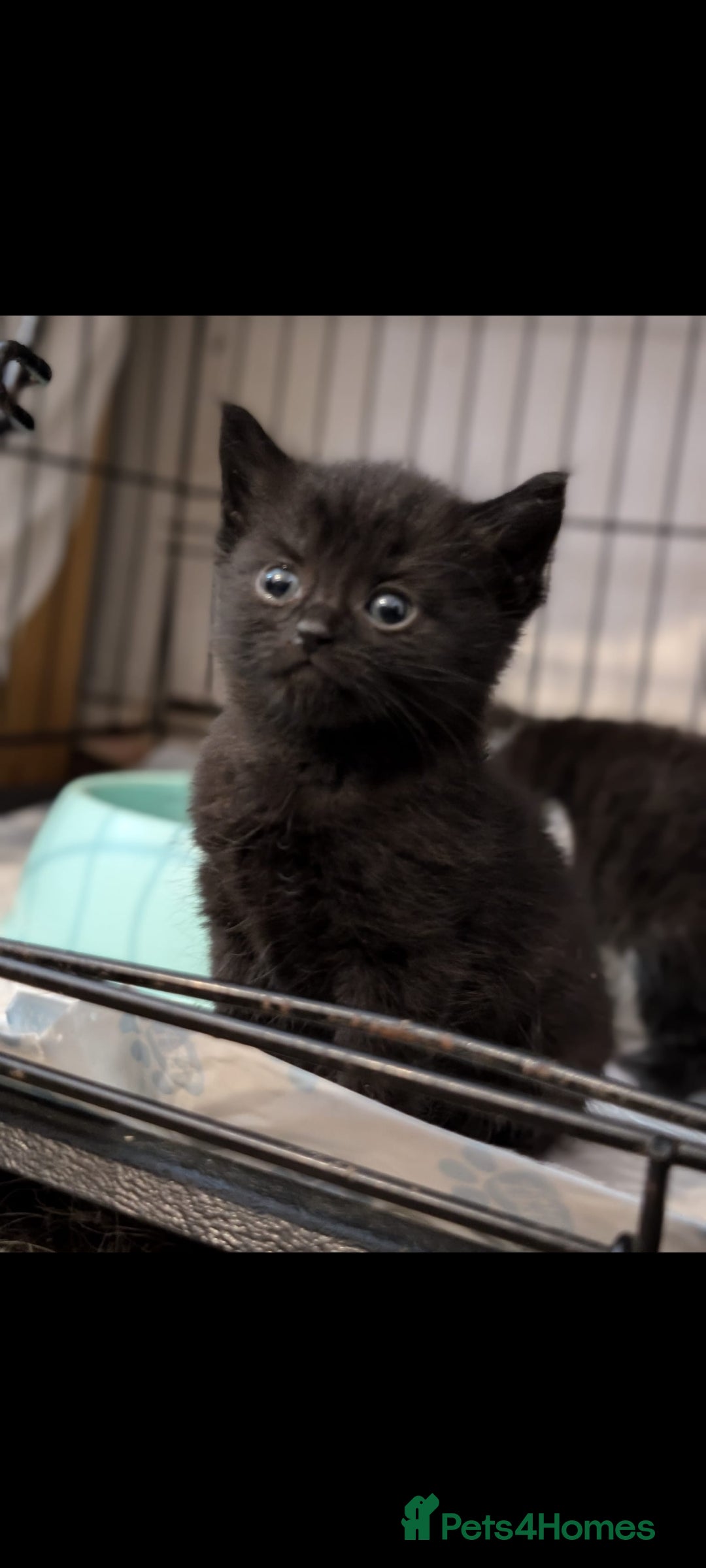 British Longhair cats for sale: Beautiful gorgeous kittens for sale - Image 3