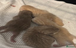 British Shorthair cats for sale: Beautiful bsh kittens  - Image 3