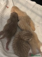British Shorthair cats - Advert 3