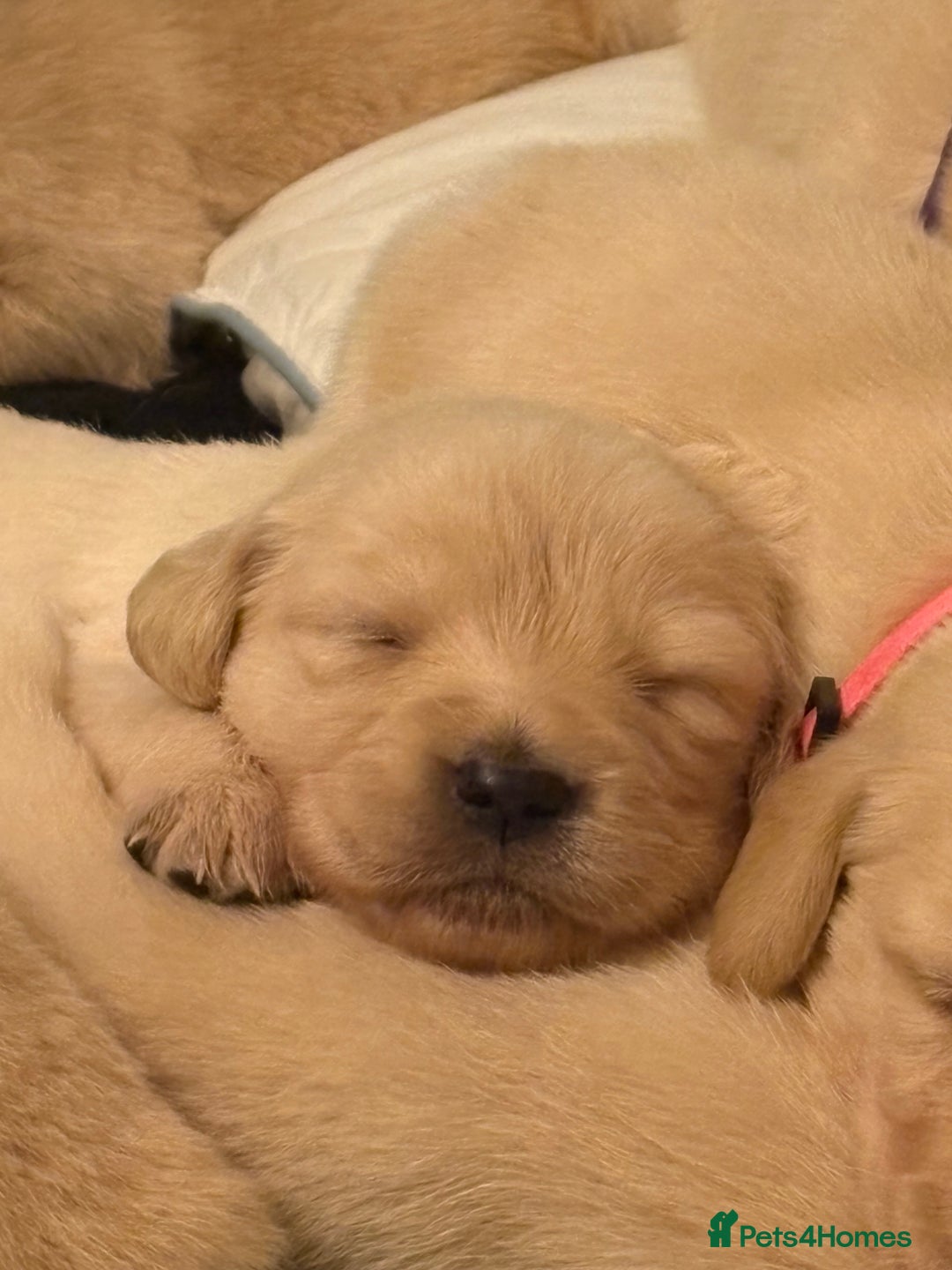 Goldador dogs for sale: Goldador puppies  - Advert 6