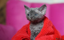 Devon Rex cats for sale: 💙 Devon Rex Female Kitten Available 💙 - Image 32