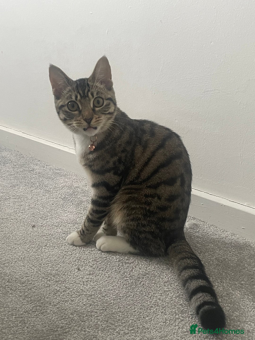 Bengal cats for sale: ✨ Loving Home Wanted for Beautiful Bengal-Tabby ✨ - Image 10