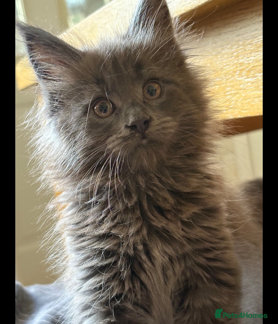 Maine Coon cats for sale: Last 2 Maine coon kittens  - Image 9