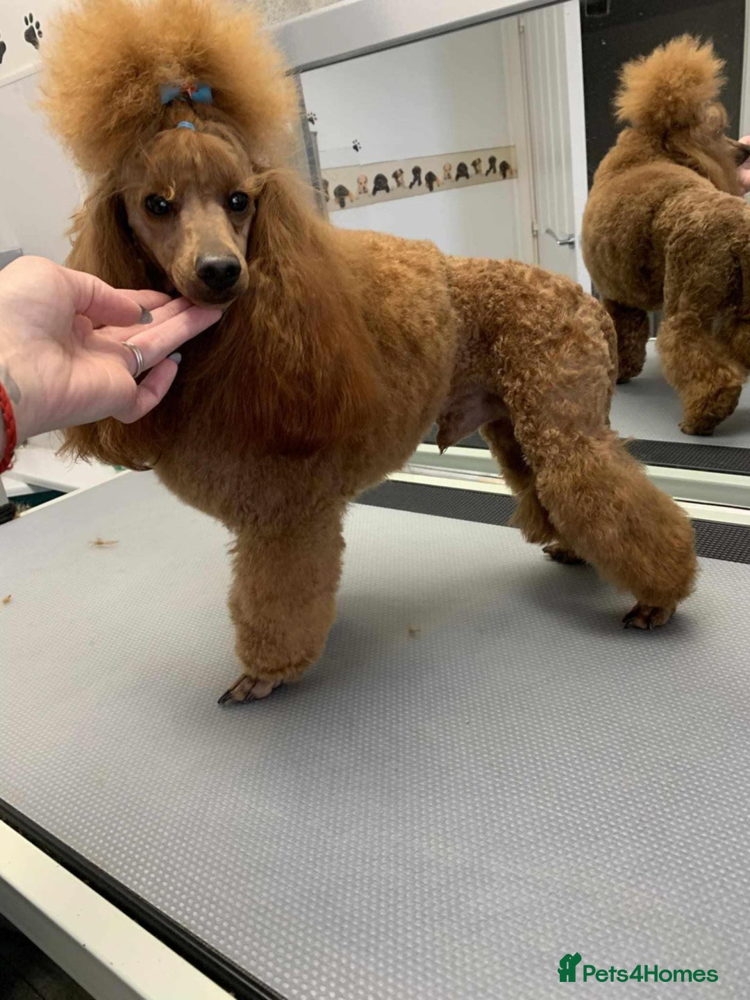 Maltipoo dogs for sale: Perfect small Maltipoo’s  puppy’s ❤️ - Image 16