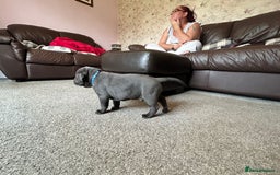 Mixed Breed dogs for sale: Four cane Corso and staff bullterrier mix.  - Image 14