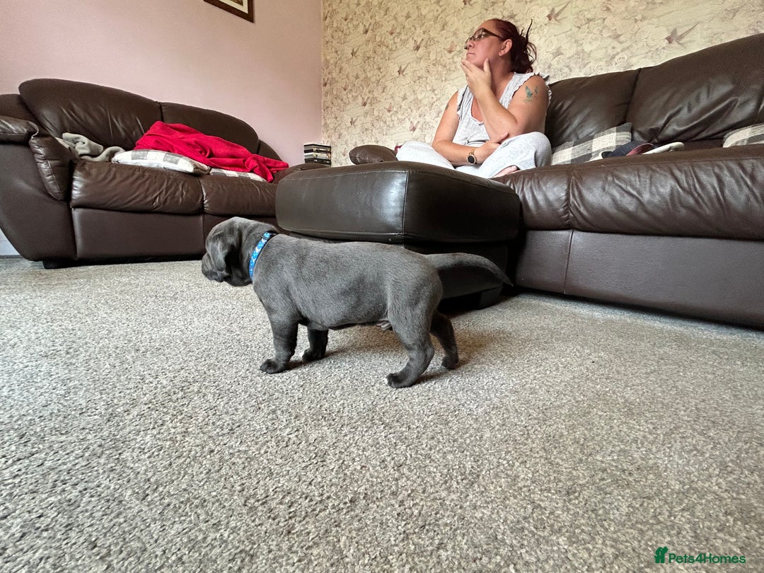 Mixed Breed dogs for sale: Four cane Corso and staff bullterrier mix.  - Image 14