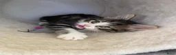 Mixed Breed cats for sale: 5 beautiful kittens  - Advert 14