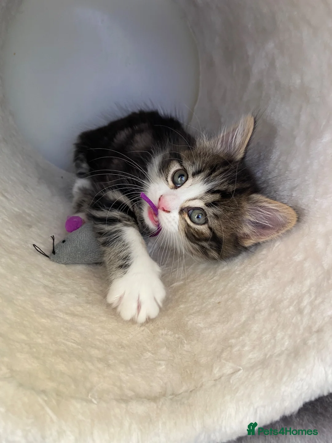 Mixed Breed cats for sale: 5 beautiful kittens  - Advert 14