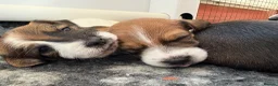 Jack Russell dogs for sale: Delightful Miniature Jack Russell Pups - Advert 10