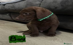 Mixed Breed dogs for sale: Chessadore Puppy’s  - Advert 13