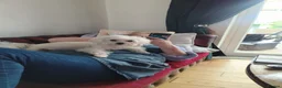 Maltese dogs for sale: 2 female Maltese puppies - Advert 20