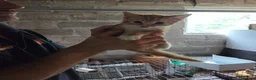 Mixed Breed cats for sale: Ginger girls and tortashell Kittens male & female  in Beaworthy - Advert 9