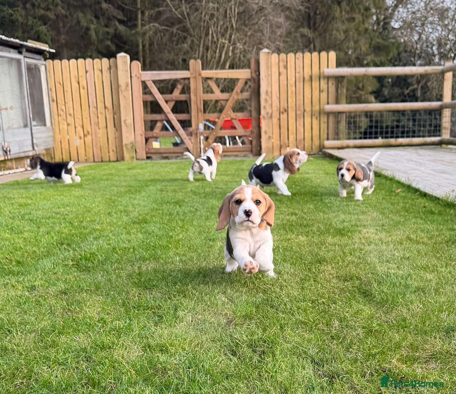 Beagle dogs Absolutely Stunning Puppies (KC reg) - Advert 2