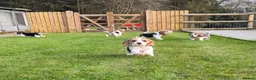 Beagle dogs for sale: Absolutely Stunning Puppies (KC reg) - Advert 1