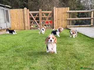Beagle dogs Absolutely Stunning Puppies (KC reg) - Advert 1