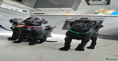 Mixed Breed dogs - Advert 2