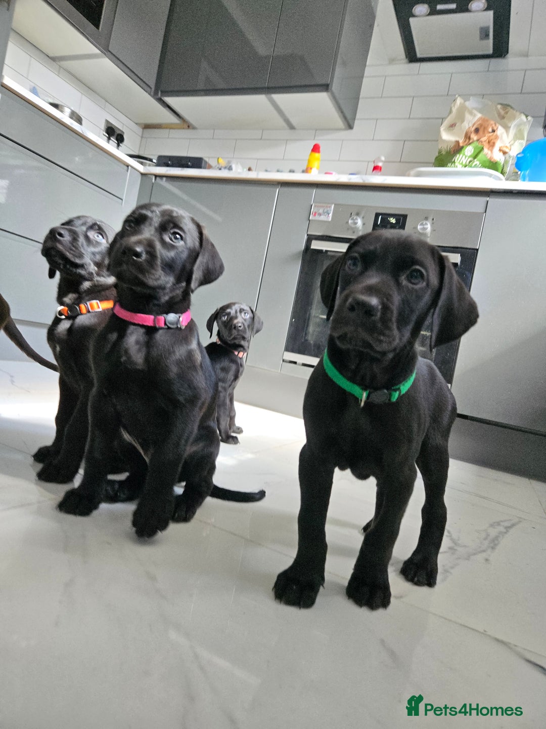 Mixed Breed dogs for sale: Dobermann X Weimaraner Cross Mix Puppies - Image 3