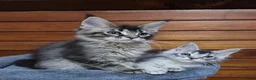 Maine Coon cats for sale: GCCF REGISTERED Pedigree Maine Coon Kittens  - Advert 6