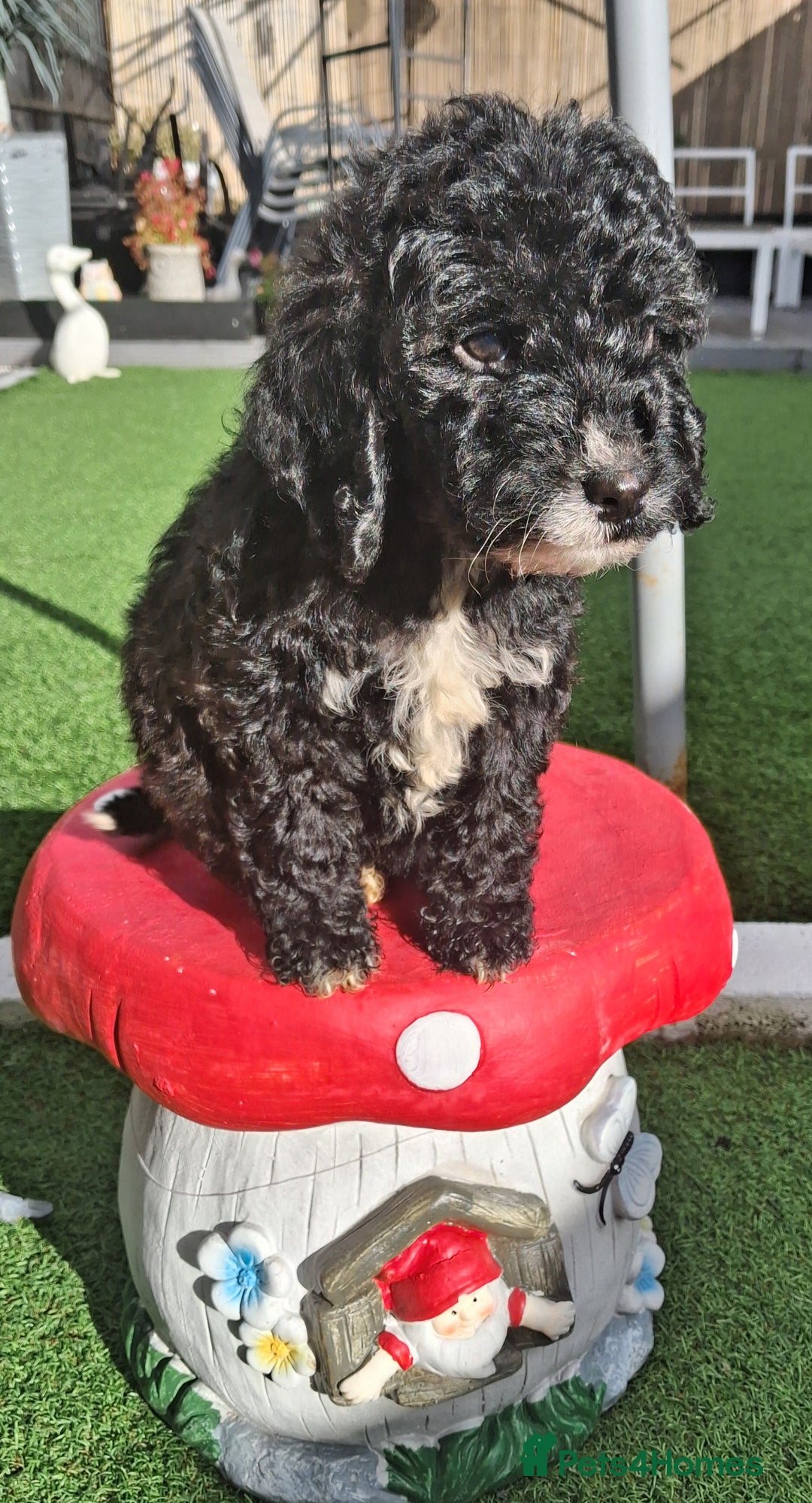 Cockapoo dogs for sale: ** LAST ADORABLE CURLY BLACK & WHITE COCKAPOOS **  - Advert 37