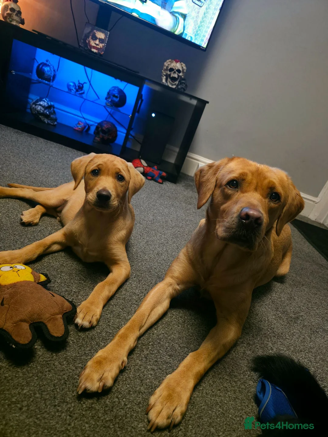 Labrador Retriever dogs for stud: Proven Stud - Advert 2