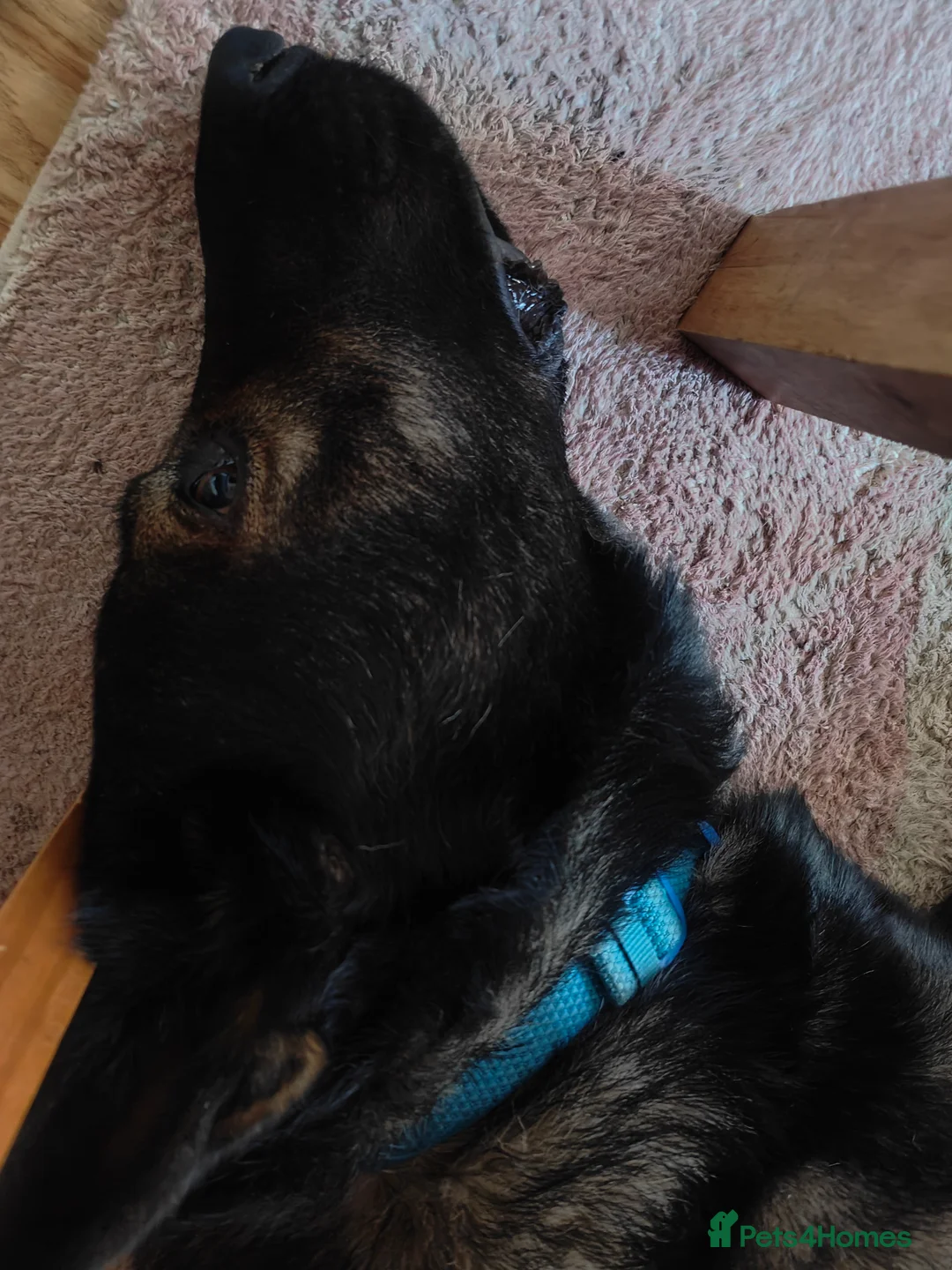German Shepherd dogs for stud: Rocky  in Wellingborough - Advert 3