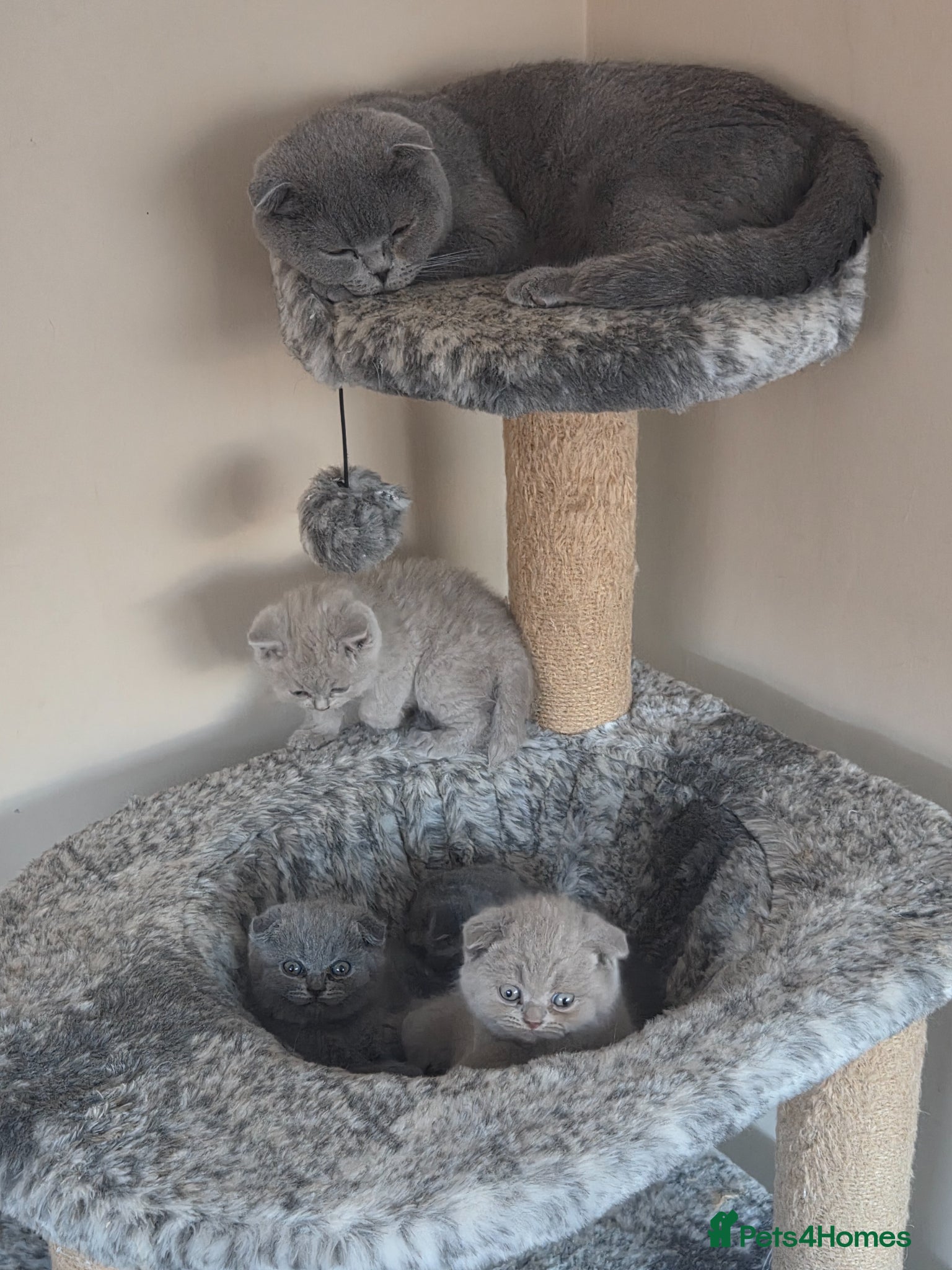 Scottish Fold cats Beautiful Scottish fold kittens.  - Advert 6