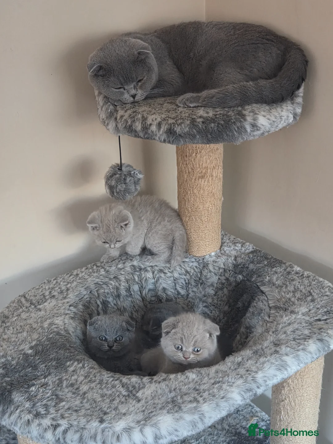 Scottish Fold cats for sale: Beautiful Scottish fold kittens.  in Boston - Advert 1