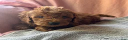 Mini Goldendoodle dogs for sale: ❤️ Beautiful Red & Gold Mini Goldendoodle Puppies  - Advert 12