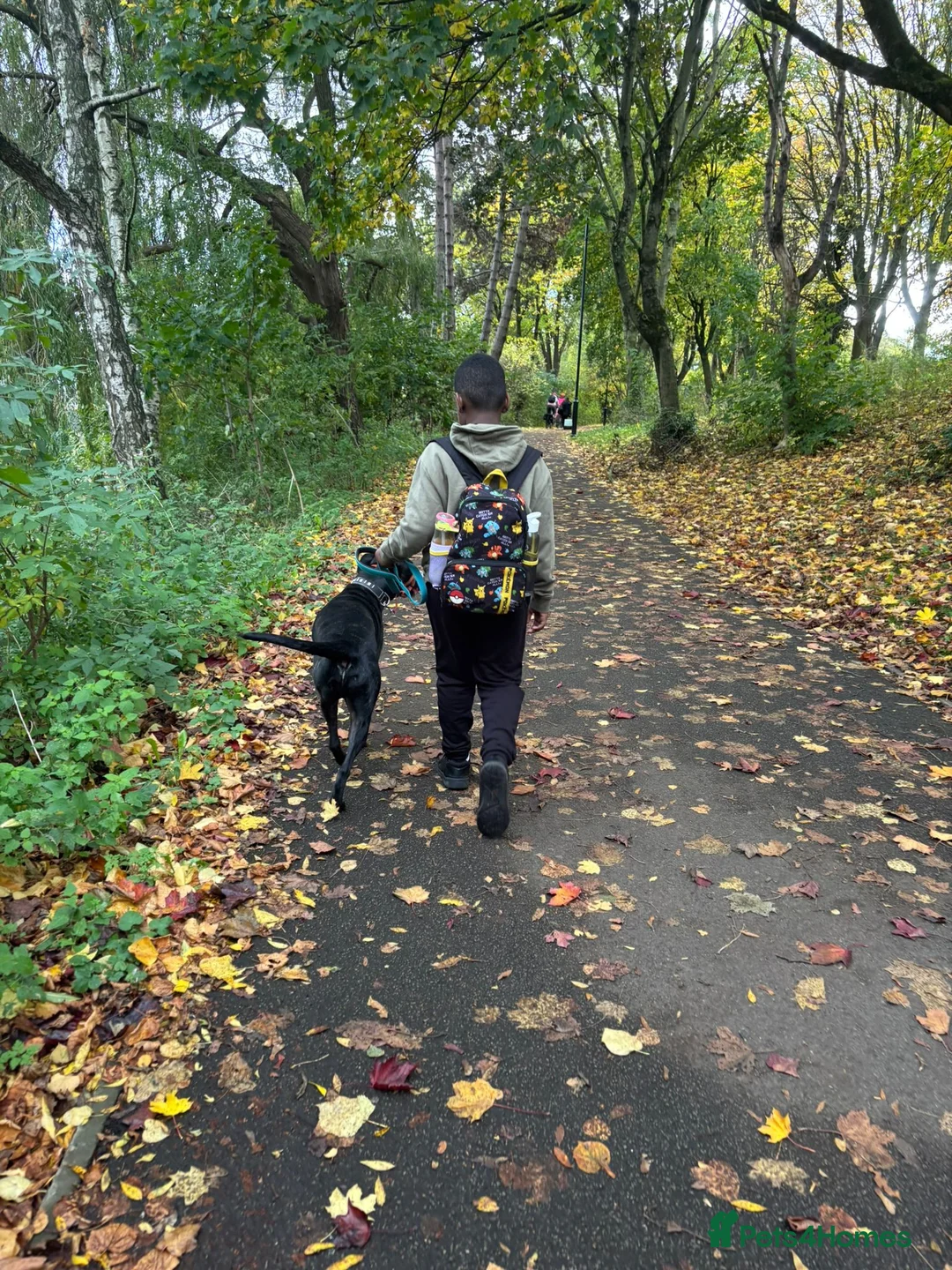 Mixed Breed dogs for adoption: Do perfect dogs exist? YES, they do:💙LOKI💙 - Advert 2