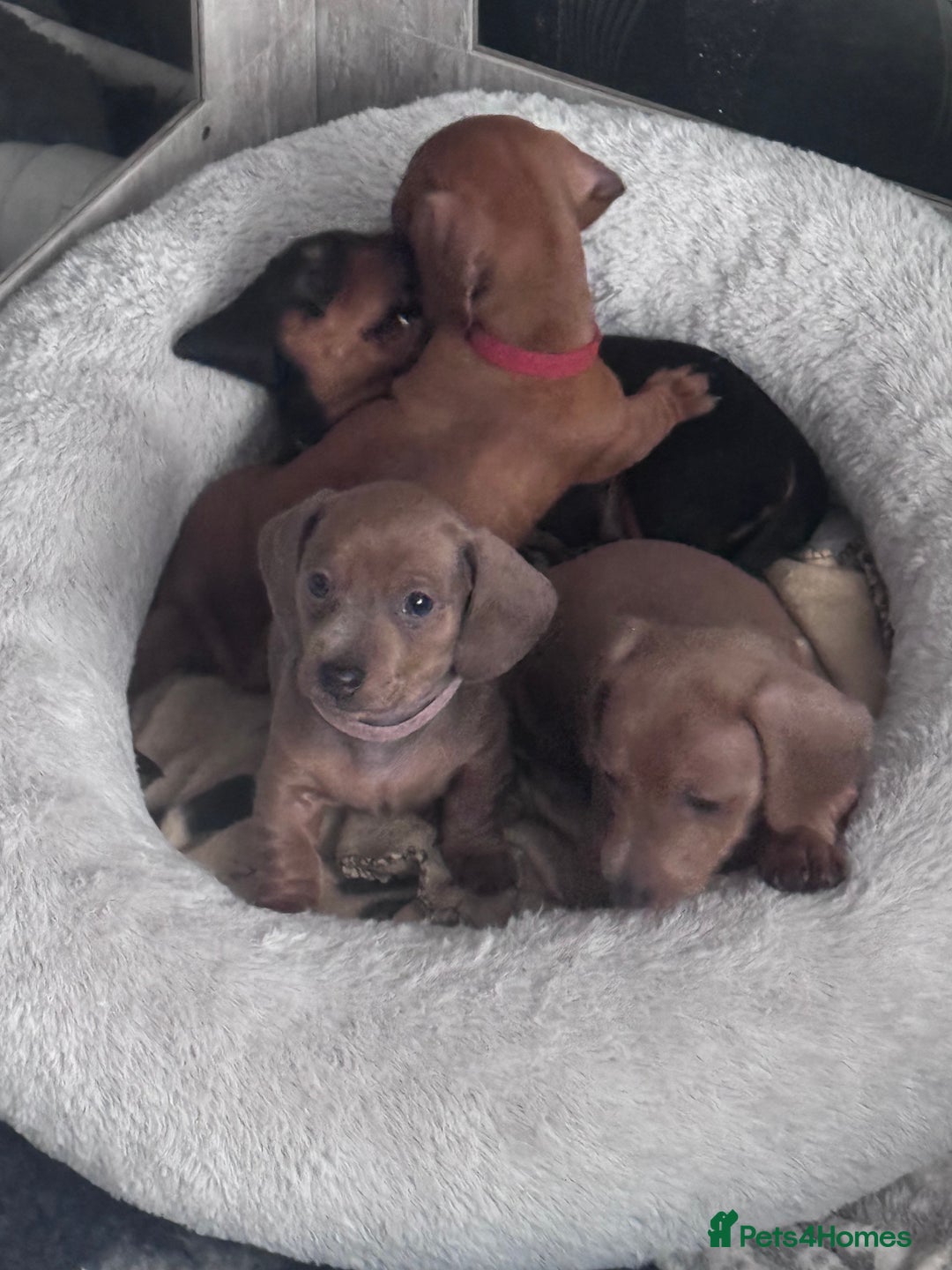 Miniature Dachshund dogs for sale: Beautiful miniature dachshund puppies - Advert 6