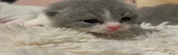 British Shorthair cats for sale: Pure British Shorthair Outstanding Kittens 😻🏆🥇 - Advert 11