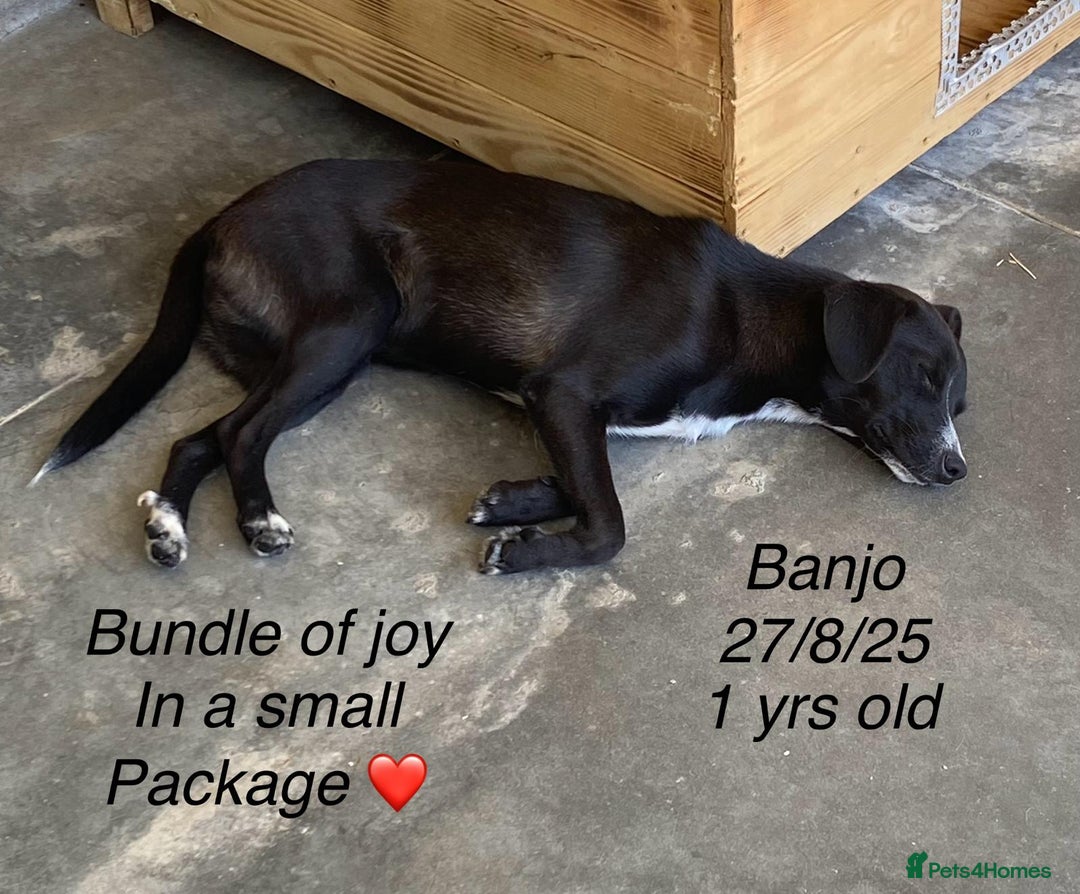 Mixed Breed dogs for adoption: Banjo, 1 yr approx. Available for adoption. - Image 10