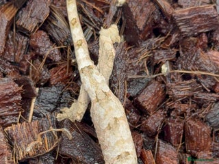 Gecko reptiles Chahoua geckos for sale - Advert 1