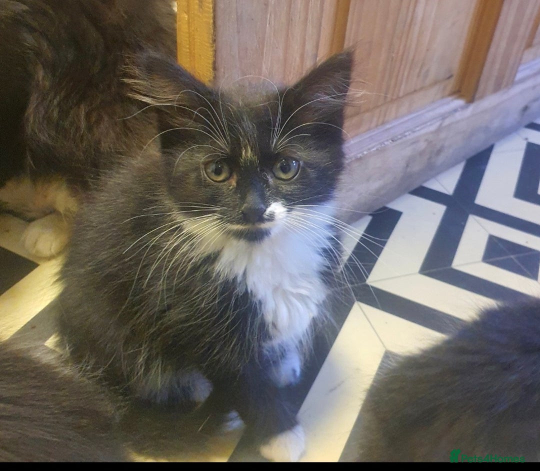 Mixed Breed cats for sale: Beautiful Black & White Tuxedo Kittens - Image 10