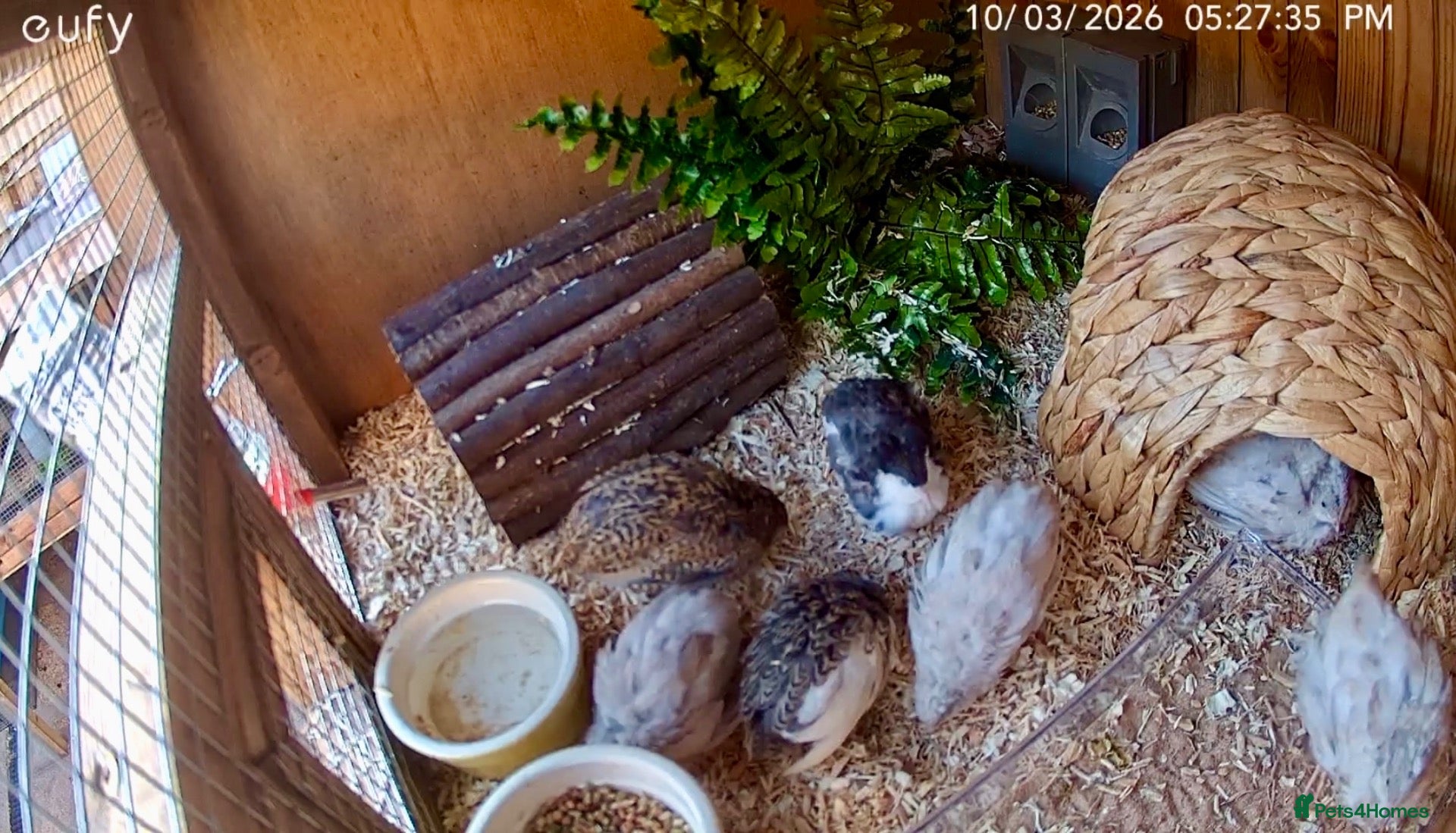 Quail poultry Chinese Painted Quail hens (button quail) - Advert 1