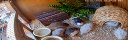 Quail poultry for sale: Chinese Painted Quail hens (button quail) in Liverpool - Advert 1