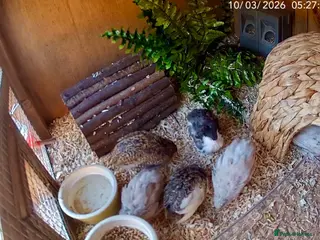 Quail poultry Chinese Painted Quail hens (button quail) - Advert 1