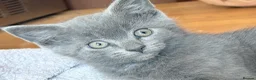 Mixed Breed cats for sale: Grey RagdollX kittens ready for homes x  - Advert 1