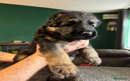 German Shepherd dogs for sale: German Shepherd Litter - Image 8