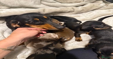 Dachshund dogs - Advert 3
