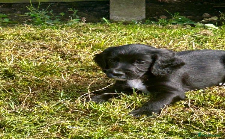 Cocker Spaniel dogs - Advert 15