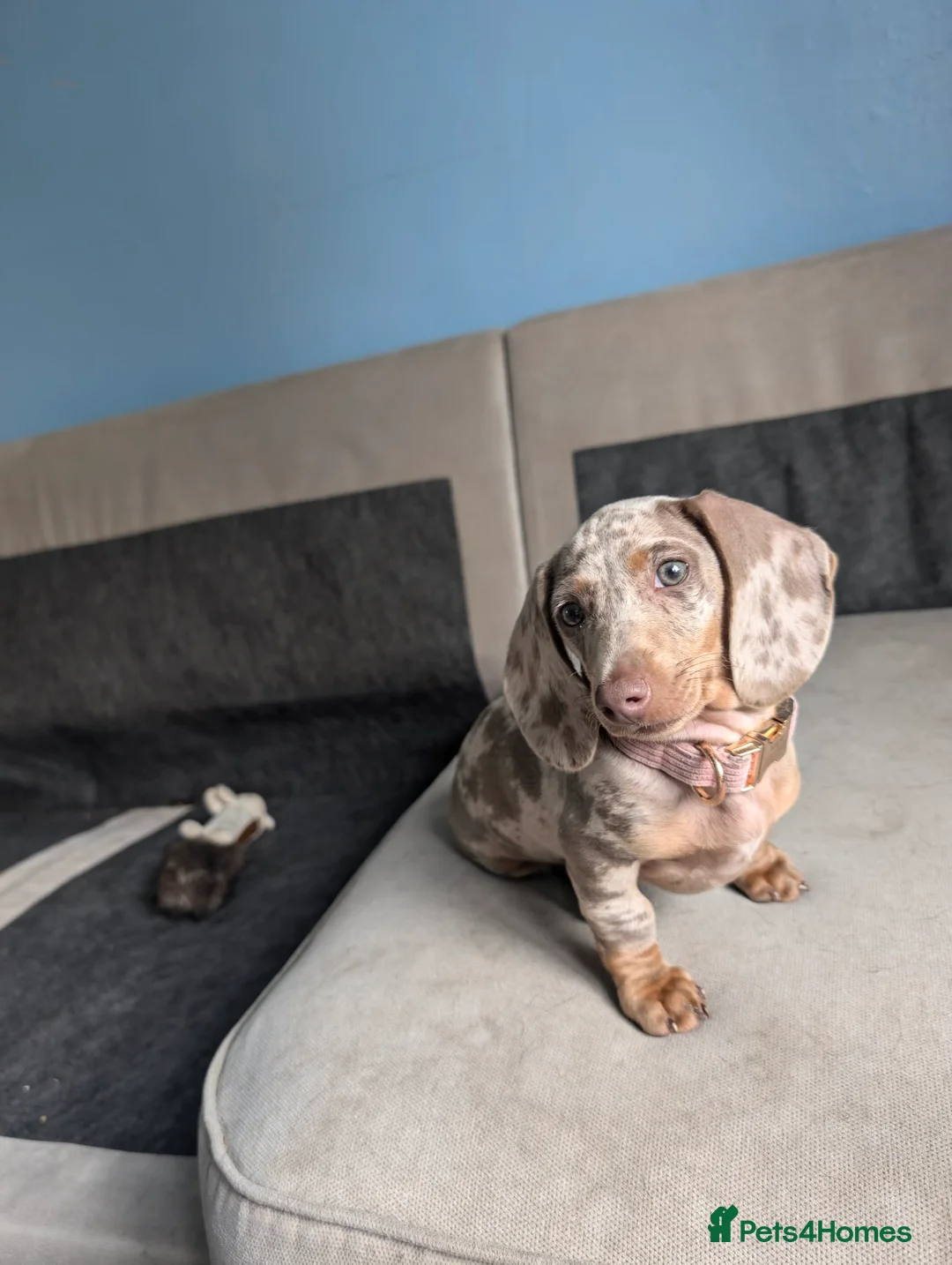 Miniature Dachshund dogs for sale: Maple - Advert 2