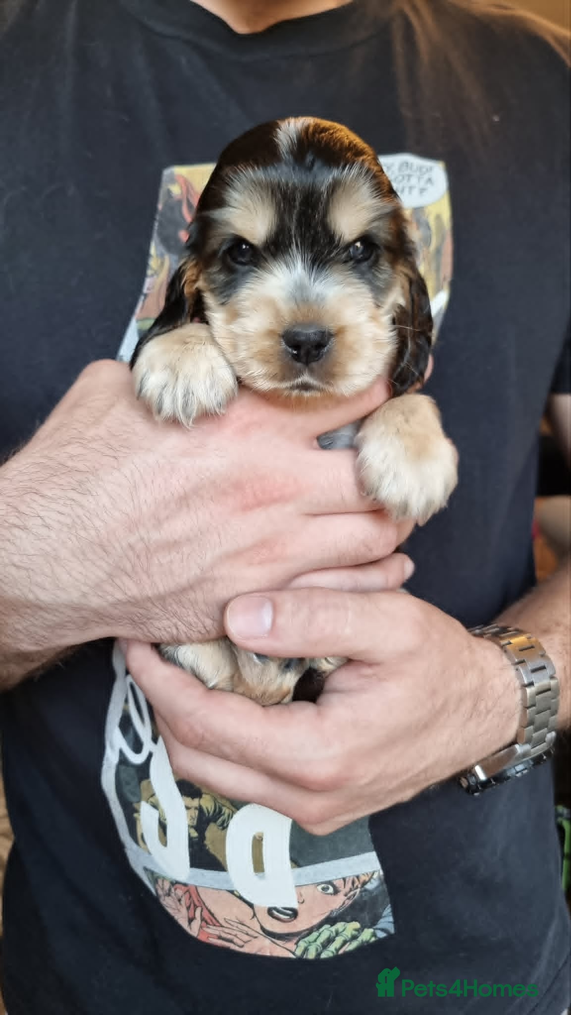 Cocker Spaniel dogs Show Cocker Spaniel Puppies- Champion Lineage🏆🐾 - Advert 1