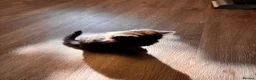 British Longhair cats for sale: Gorgeous,fluffy,mixed breed long haired kittens - Advert 12