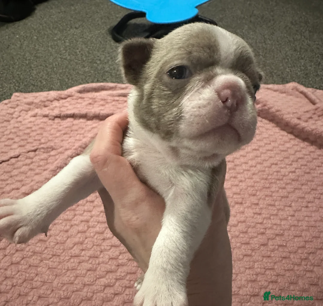 Boston Terrier dogs for sale: Boston terrier pups - Advert 9