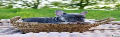 French Bulldog Puppy 2