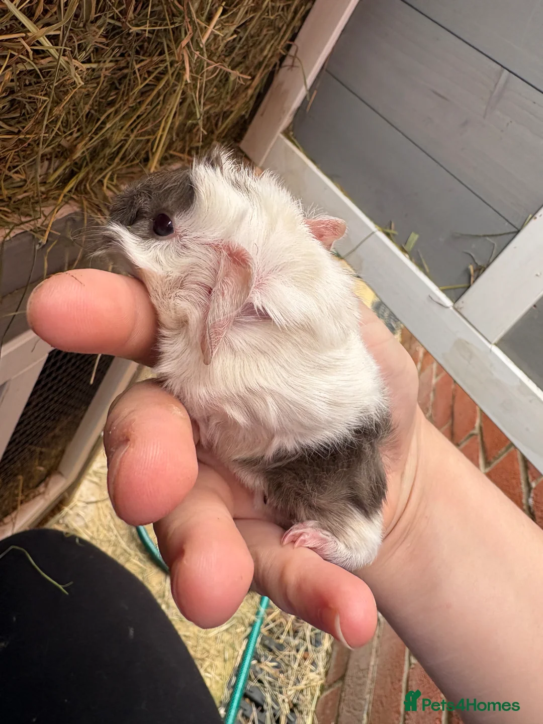Guinea Pig rodents for sale: 3 boys - Advert 2