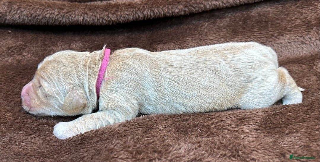 Double Doodle dogs for sale: Double Doodle puppies from Health tested parents - Image 16