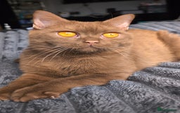 British Shorthair cats for stud: 💦CINNAMON BSH❣️GCCF & TICA active💙STUD 🩸Blood B - Image 11
